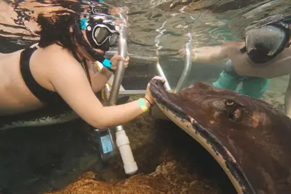 Animal_Encounter_Snorkeling_(3)